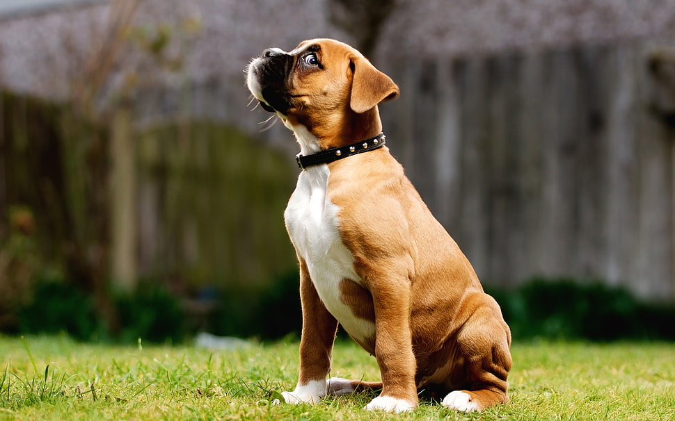 fawn Boxer puppy sitting on grass field HD wallpaper